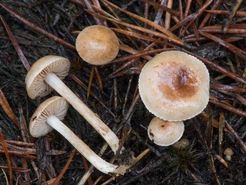 Hebeloma cylindrosporum